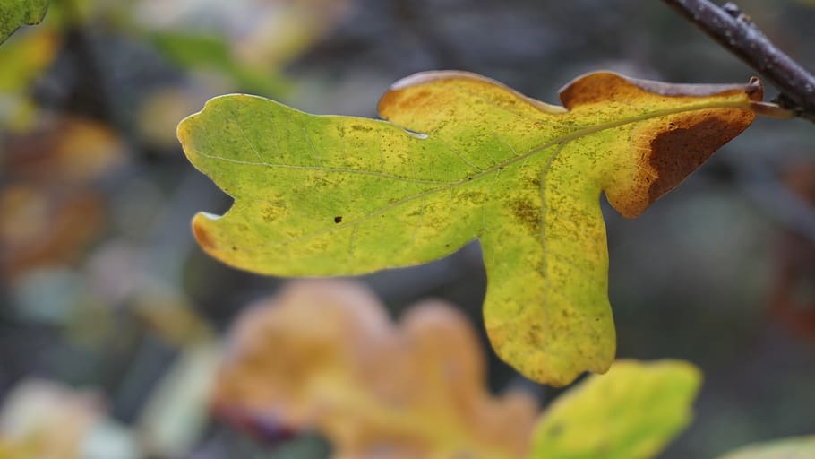 autumn, leaf, fall leaves, forest, nature, seasonal, autumn colours HD wallpaper