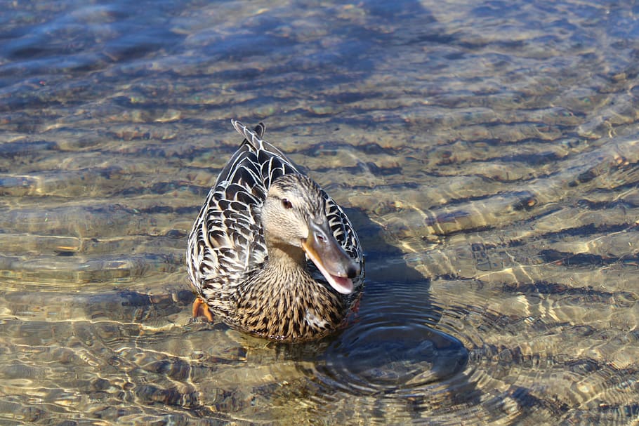 duck, beach, lake, summer, animal wildlife, water, animal themes HD wallpaper