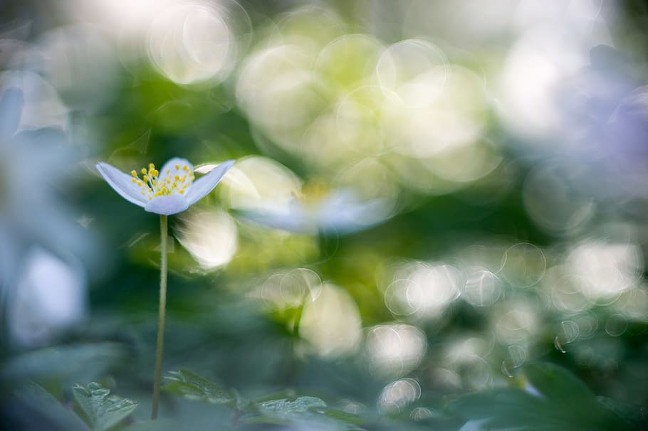 green and white plastic toy, flower, flowering plant, fragility HD wallpaper