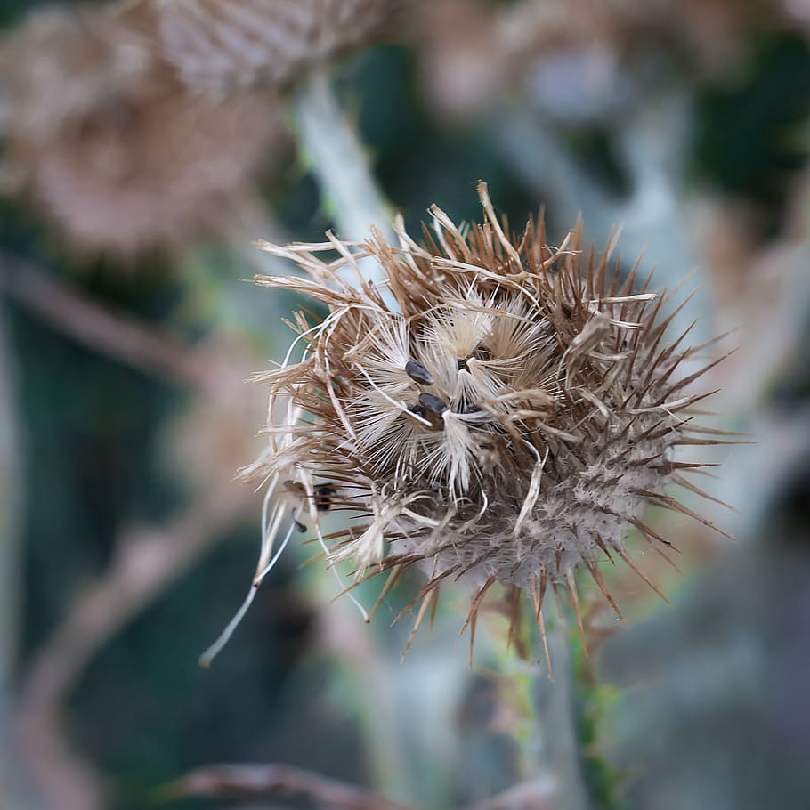 thistle, spur, flower, faded, dry, silver thistle, drought, HD wallpaper