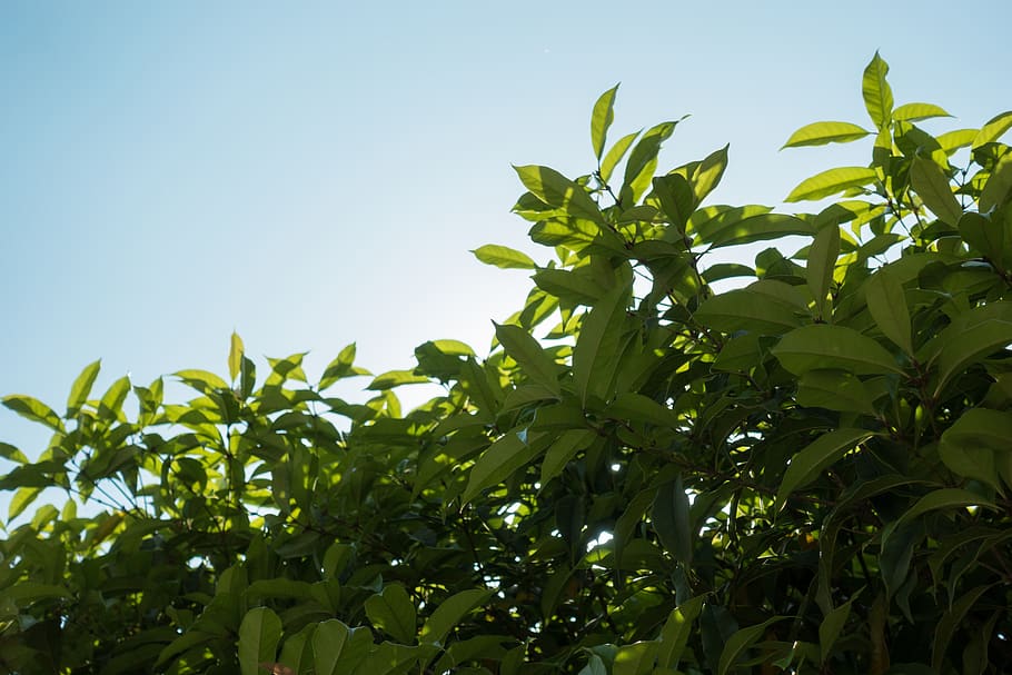 trees, plant part, leaf, growth, sky, green color, nature, low angle view HD wallpaper