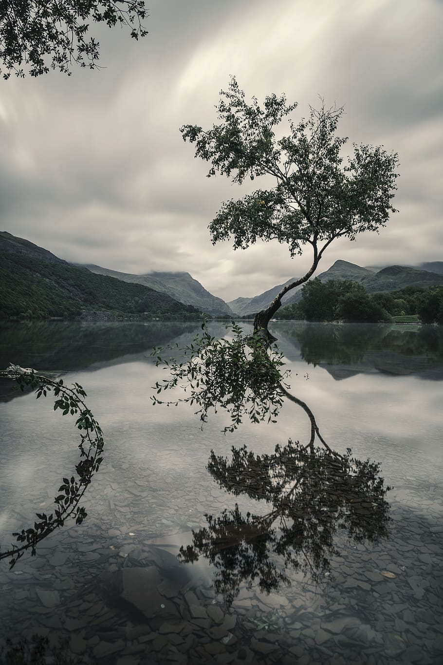 Tree With Reflection on Body of Water, clouds, cloudy, HD wallpaper HD wallpaper