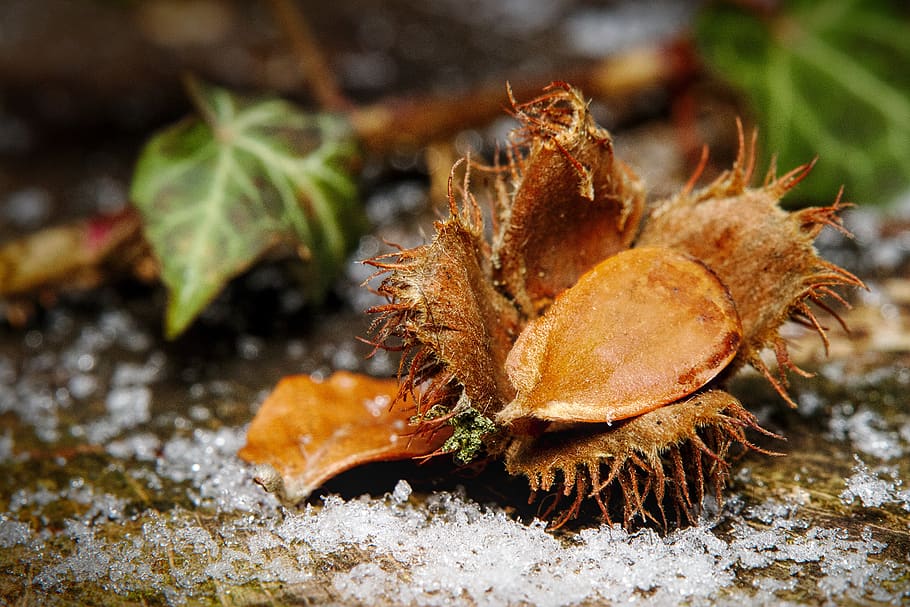 winter, snow, ivy, beechnut, cold, wintry, close-up, nature HD wallpaper