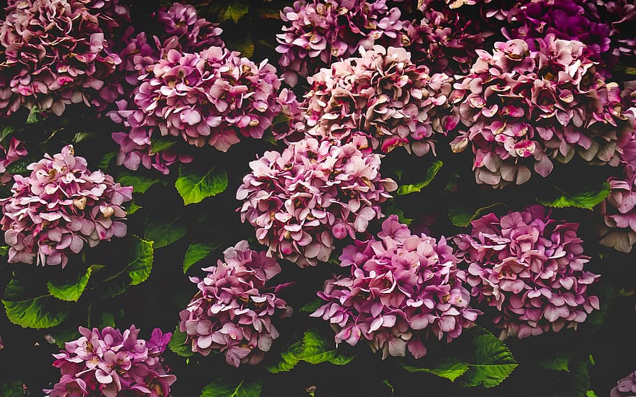 flowers, flowering plant, beauty in nature, fragility, vulnerability HD wallpaper