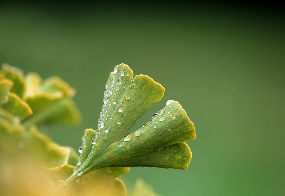 gingko, plant, leaf, nature, medicinal plant, ginko tree, green HD wallpaper