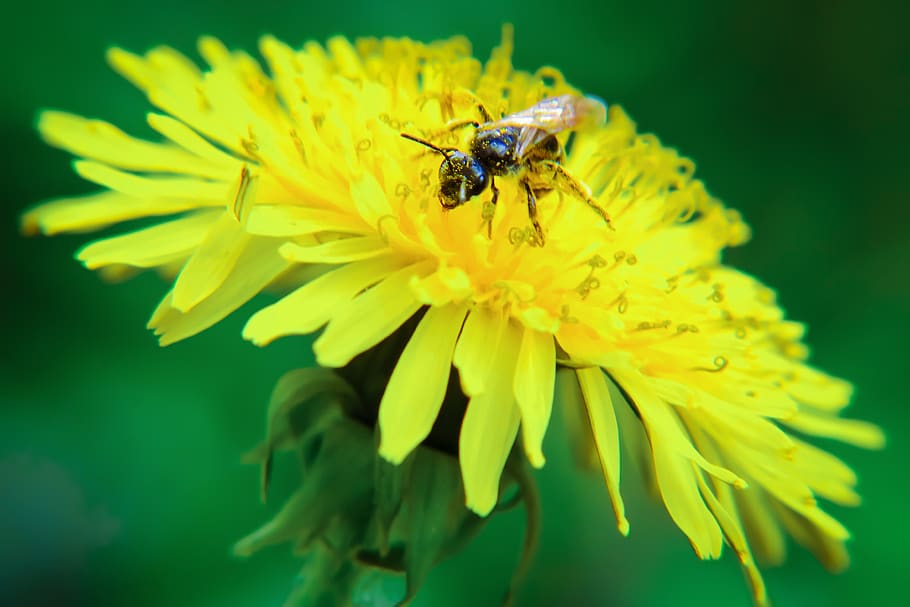 flower, springtime, dandelion, nature, outdoors, pollinates HD wallpaper