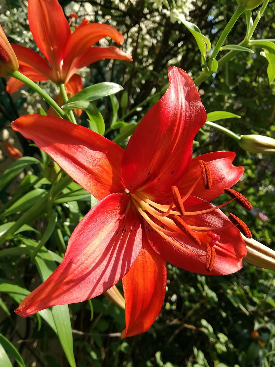 flowering plant, petal, fragility, growth, beauty in nature HD wallpaper