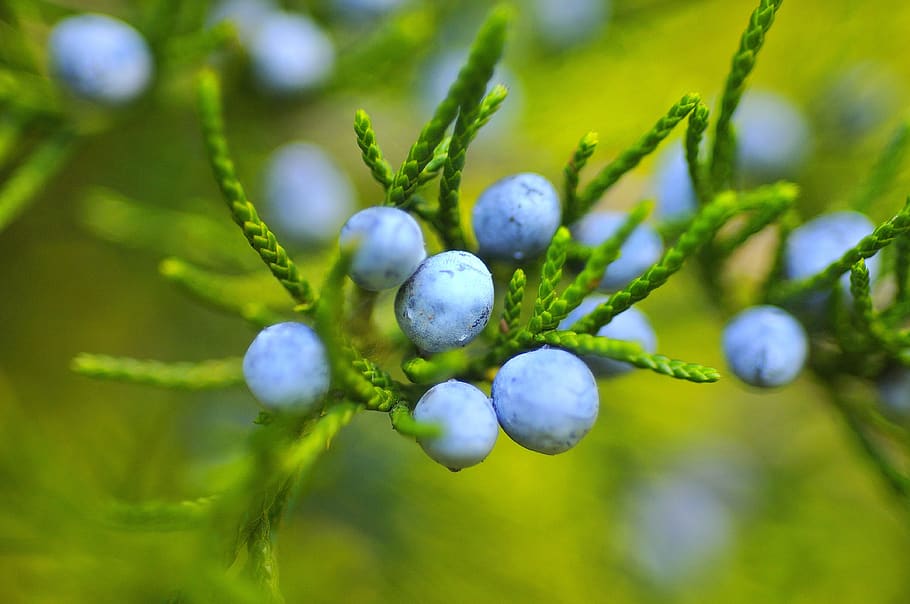 Purple and Green Round Fruit during Daytime, berries, blueberries HD wallpaper
