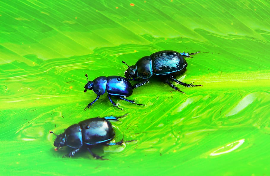 three black beetles, dung beetle, invertebrate, animal, insect, HD wallpaper