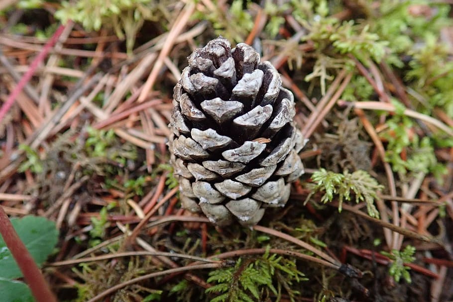 pinecone, nature, forest, banff, alberta, plant, close-up, focus on foreground HD wallpaper