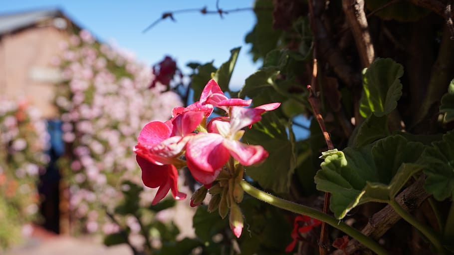 peru, llachon, nature, lake, pink, flowers, titicaca, beauty, HD wallpaper