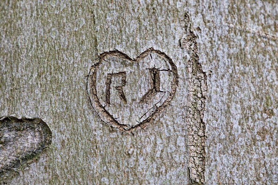 tree, bark, notch, carved, name, wood, nature, love, heart HD wallpaper