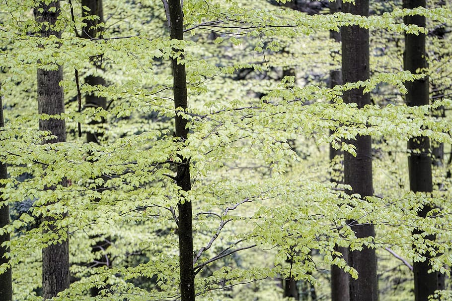plant, tree, tree trunk, waldkirch, the first greens in wonderful black forset HD wallpaper