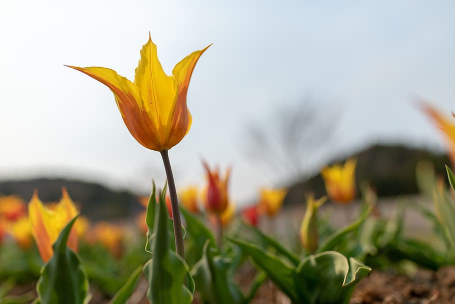 plant, flower, growth, flowering plant, freshness, yellow, beauty in nature HD wallpaper
