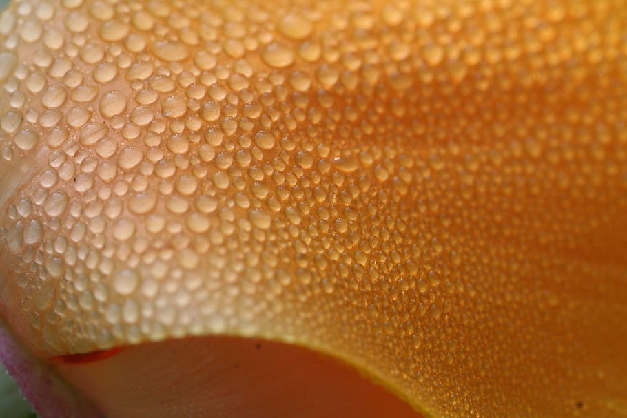 drip, orange, macro, plant, drop of water, nature, rain, close up HD wallpaper