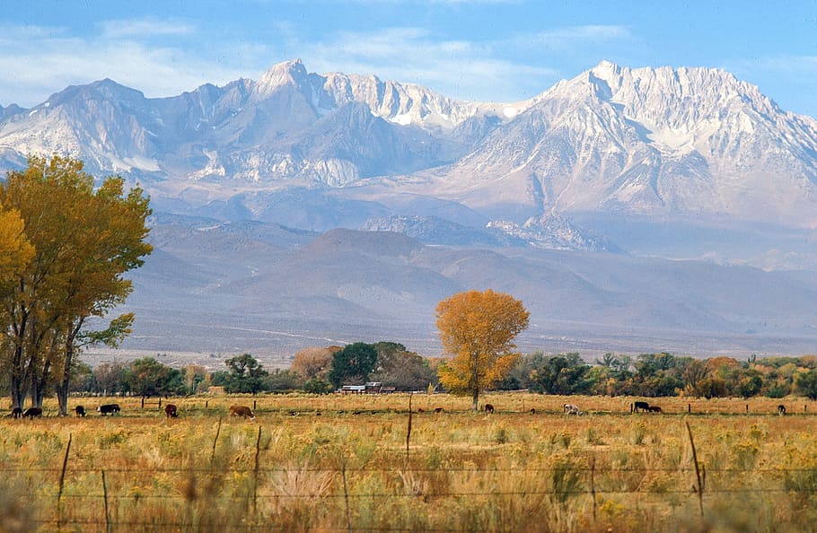 Cottonwood trees and autumn grass at Inyo National Forest in Bishop, California, HD wallpaper