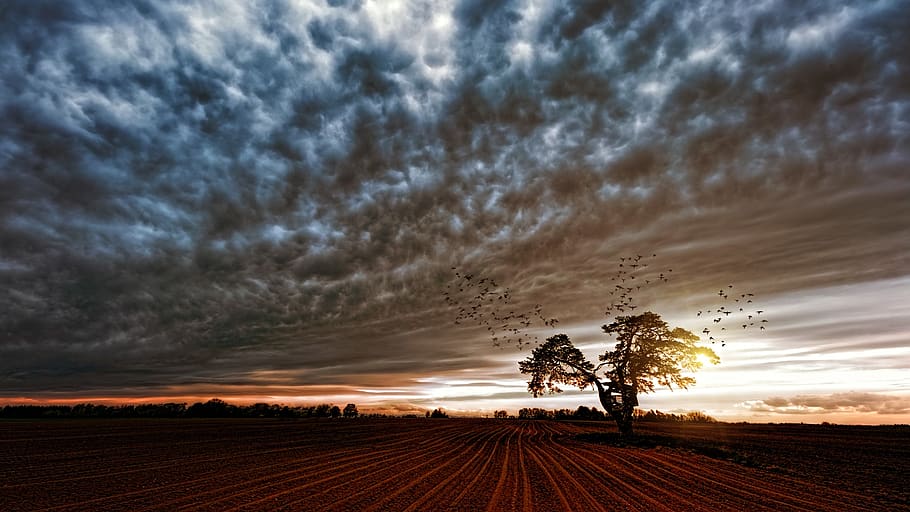 Silhouette of Trees Under Cloudy Skies, clouds, cropland, dawn HD wallpaper