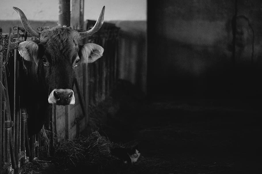 cow, cat, barn, cute, animals, nature, agriculture, beef, contrast HD wallpaper