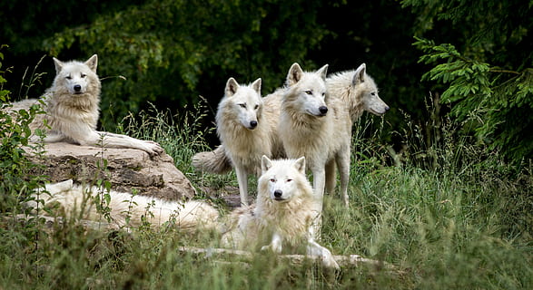 wolves, park, wolf, wild, nature, carnivores, zoo, mammals HD wallpaper