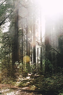 green forest surrounded with fogs, flare, light, tree, plant HD wallpaper
