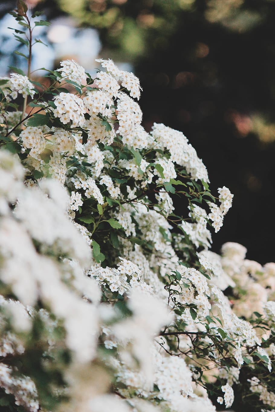 white-petaled flowers, plant, growth, selective focus, day, no people HD wallpaper