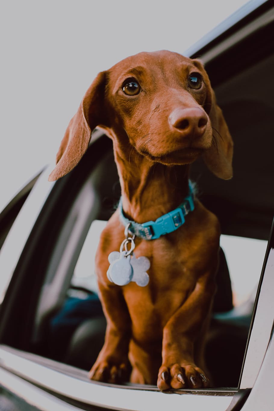 brown dog in window car, vehicle, collar, pet, dog tag, fur, dachshund