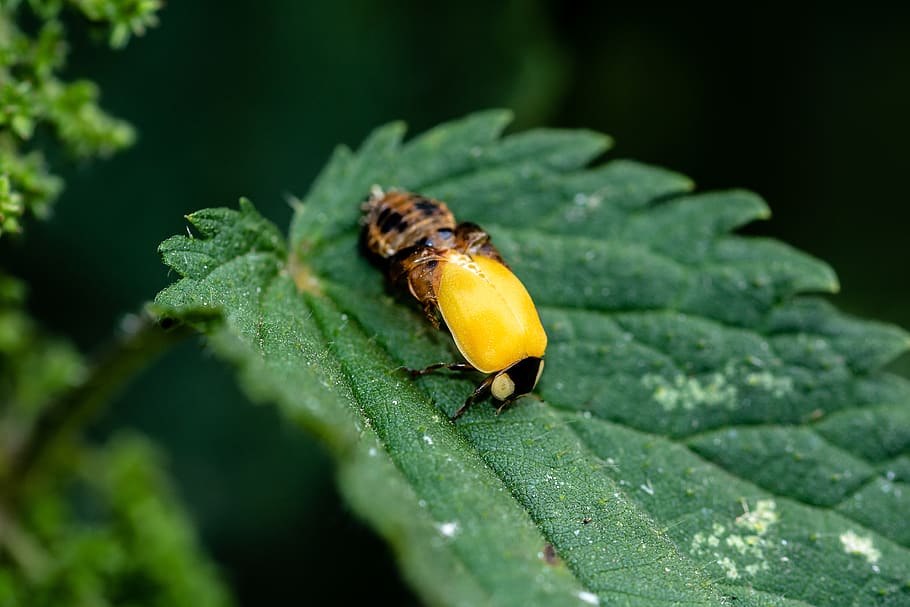 ladybug, birth, hatching ladybug, live new, leave the doll HD wallpaper