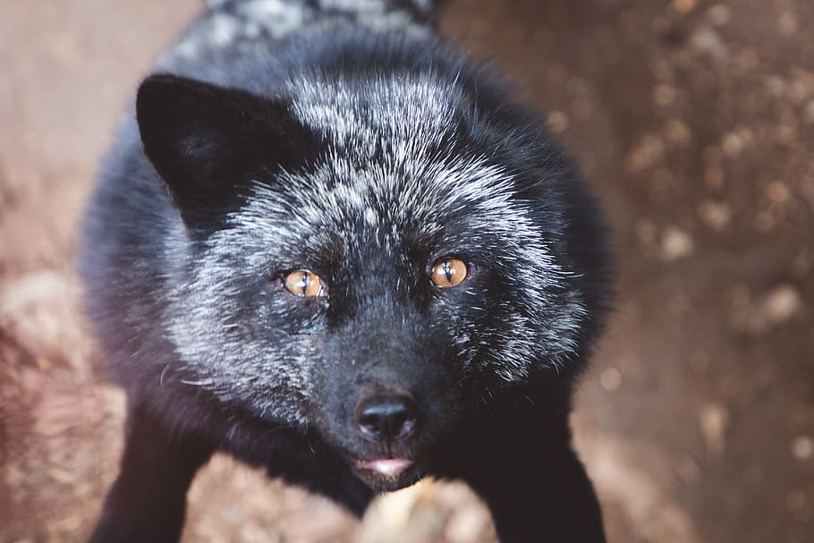 Black fox, animal, wildlife, mammal, pet, canine, dog, blackfox, HD wallpaper