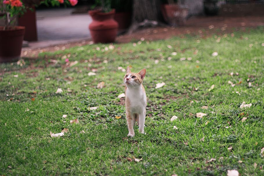 cat, one animal, mammal, grass, domestic, pets, domestic animals HD wallpaper