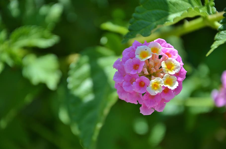 flower, spring, summer, floral, leaf, nature, green, blossom HD wallpaper