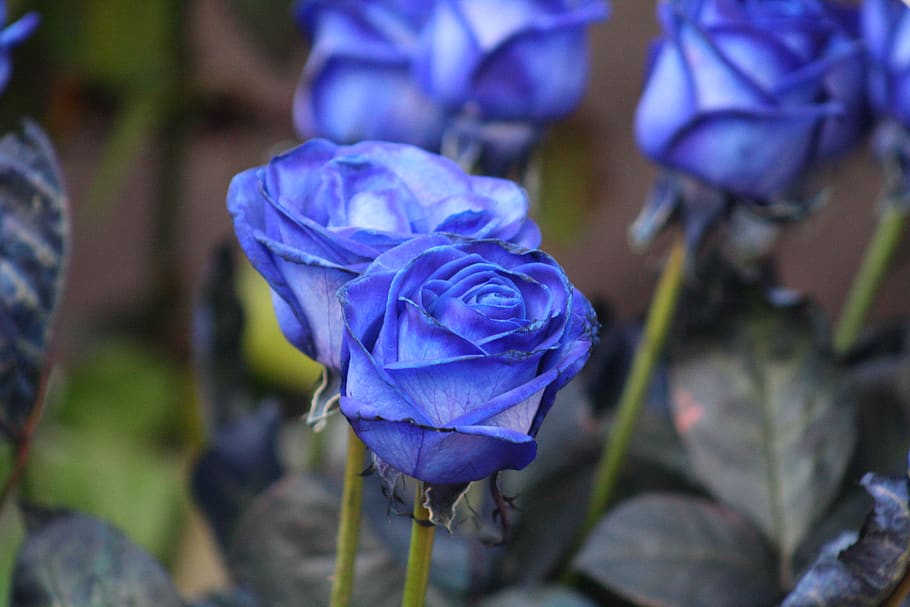 spain, barcelona, la rambla, roses, blue, azul, rosa azul, rosas azules, HD wallpaper
