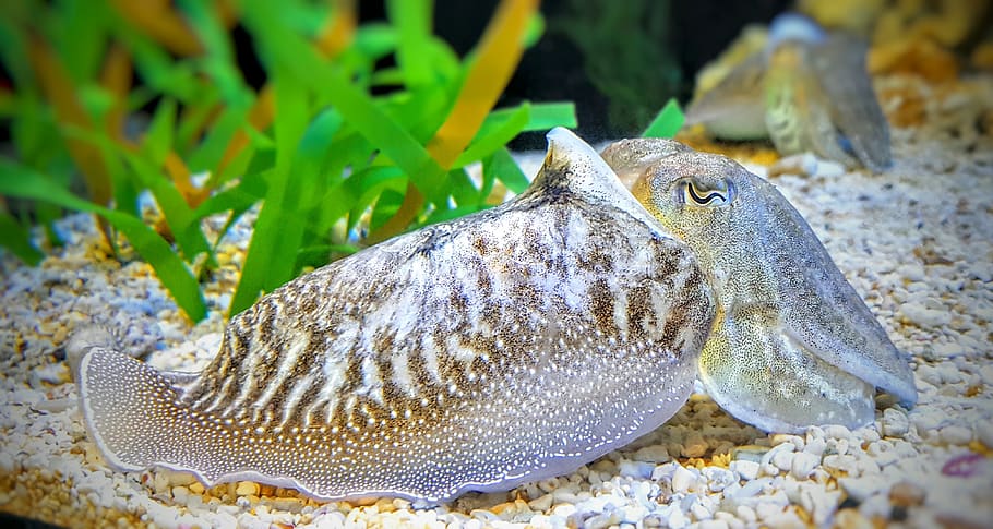 cuttlefish, underwater, aquarium, ocean, sea, deep, green, sand HD wallpaper