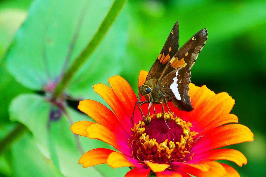 Picture of skipper butterfly resting on a zinnia flower., butterfly images, HD wallpaper