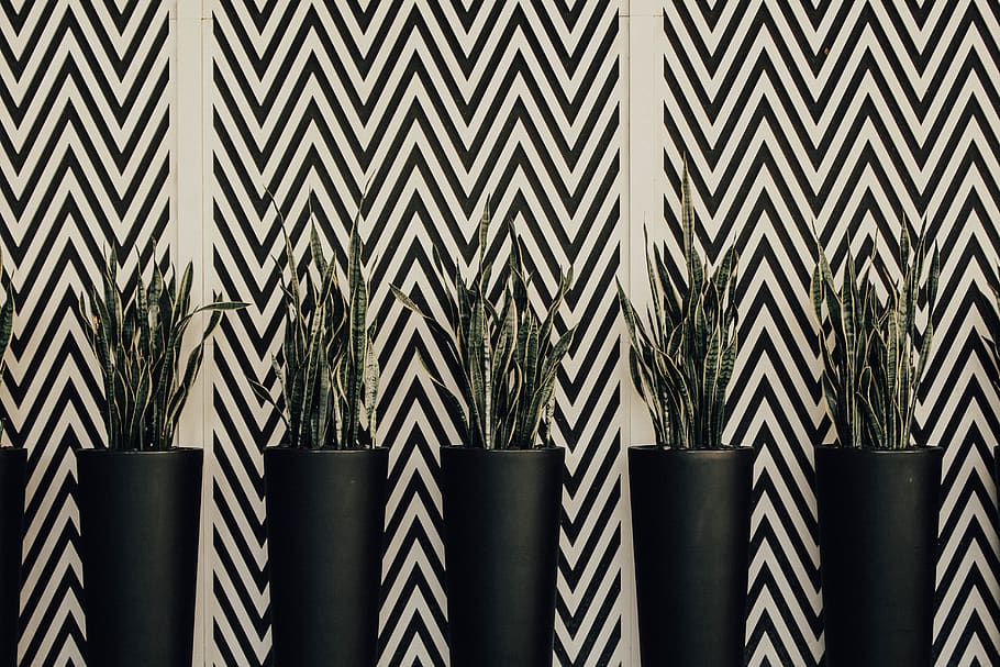 five viper's bowstring plants, pattern, no people, wall - building feature HD wallpaper