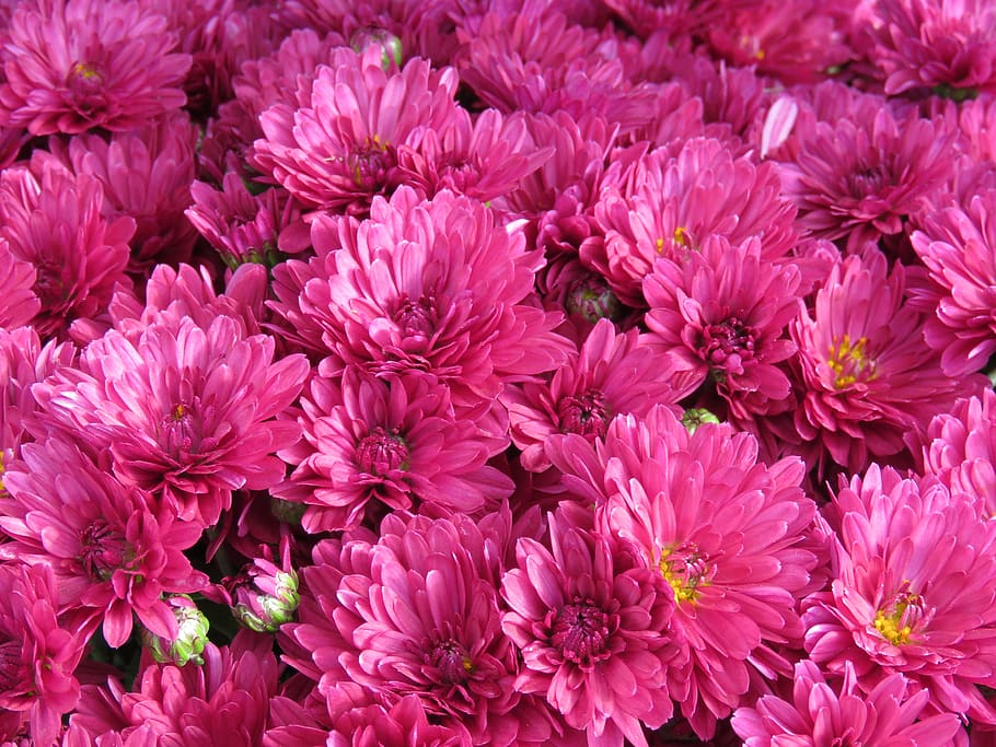 petals, color, bright, pink, flowers, flowering plant, full frame HD wallpaper