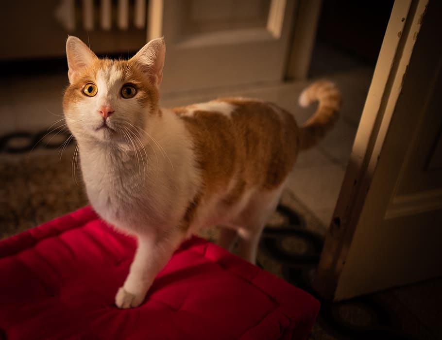 domestic, pets, cat, mammal, animal themes, domestic cat, domestic animals HD wallpaper