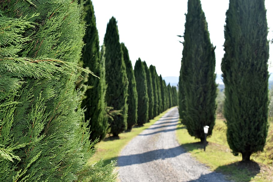 cypress trees, tuscany, landscape, viale, campaign, nature.