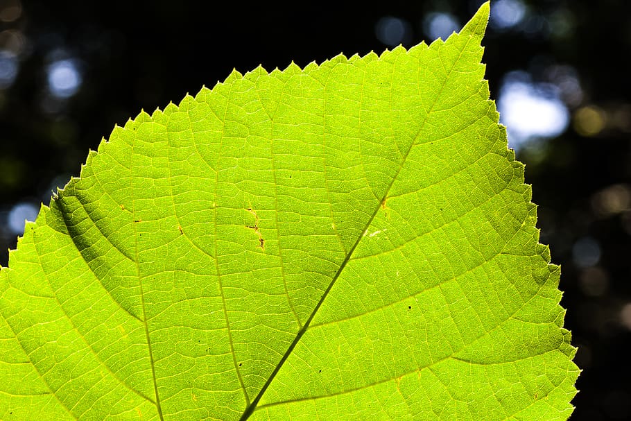 lime leaf, tree, sun, light, back light, nature, green, leaves HD wallpaper