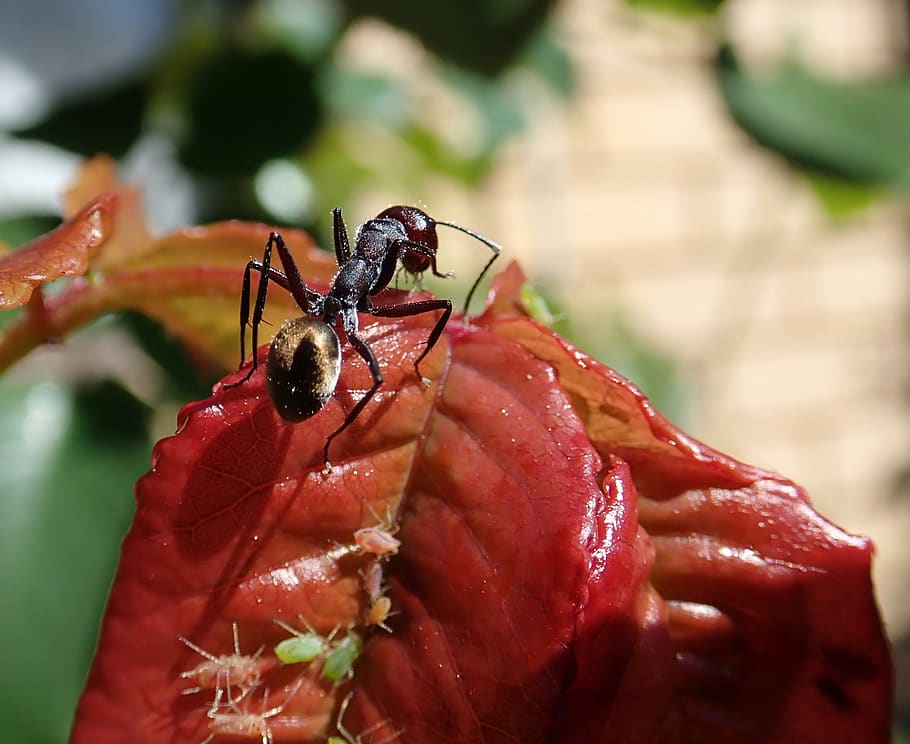 ant, insect, rose, leaf, garden, nature, invertebrate, animals in the wild HD wallpaper