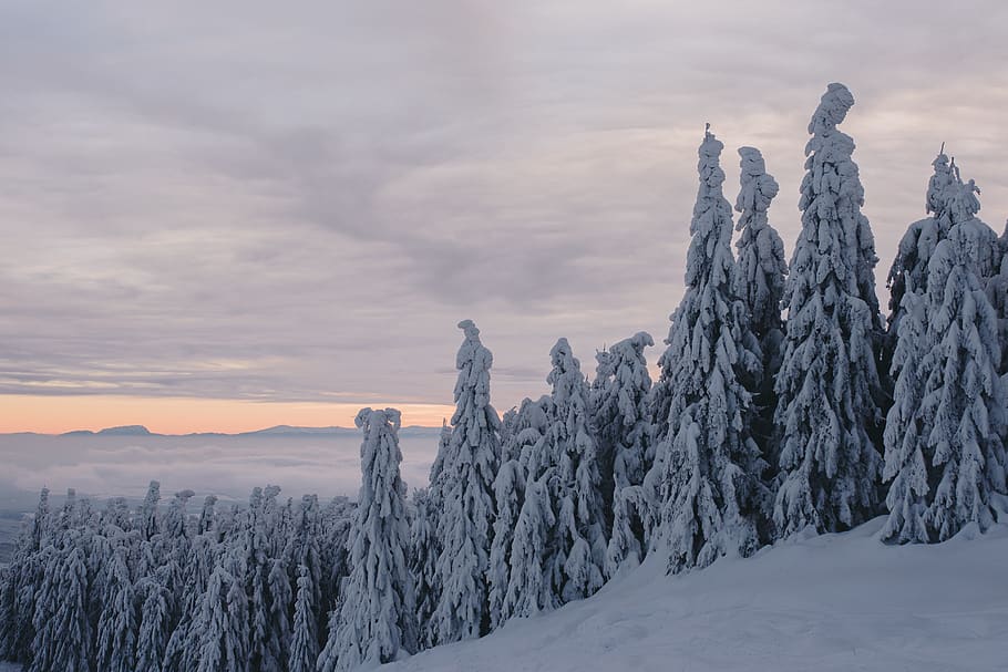 trees covered with snow under cloudy sky during daytime, plant HD wallpaper