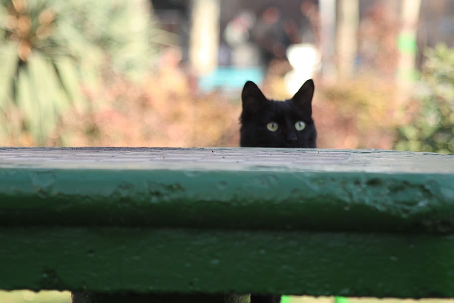 iran, tehran, cat, domestic, mammal, pets, domestic animals HD wallpaper