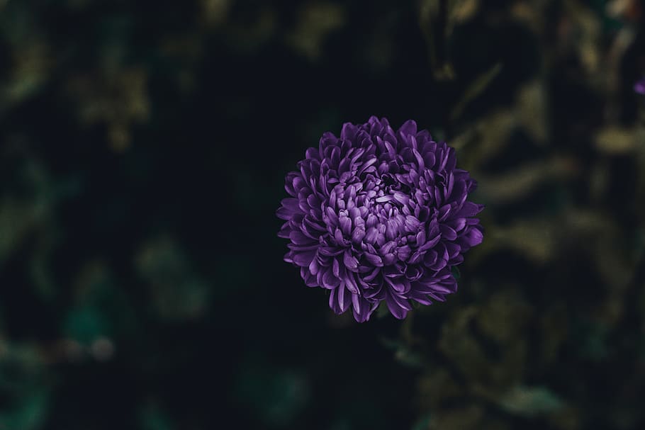 Purple Cluster Flower, asters, bloom, blossom, flora, macro, petals HD wallpaper
