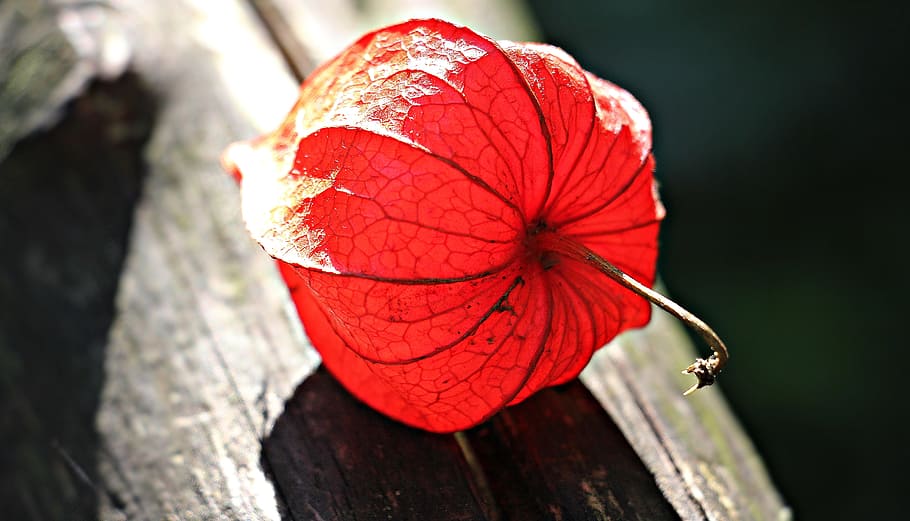 Red Flower on Gray Wooden Plank, beautiful, bloom, blossom, bright HD wallpaper