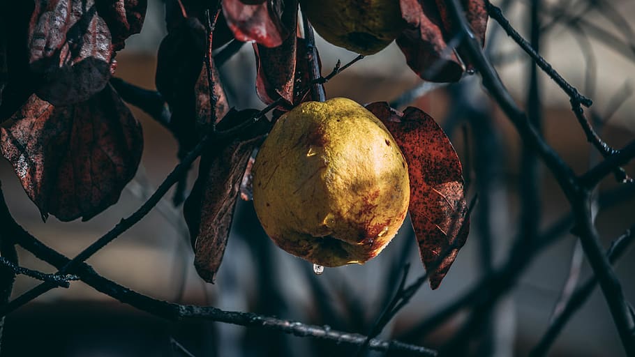 romania, cluj-napoca, winter, drop, leaves, golden, nature HD wallpaper