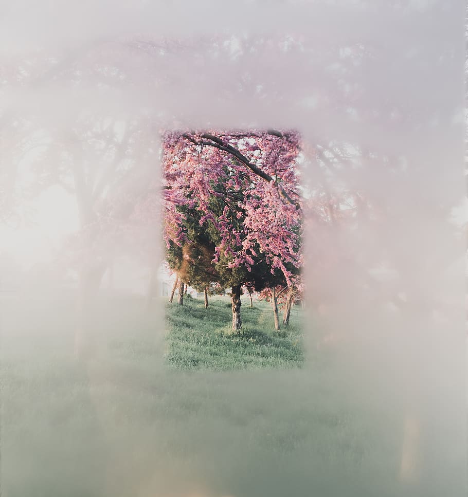 pink-leafed trees during daytime, nature, weather, outdoors, fog HD wallpaper