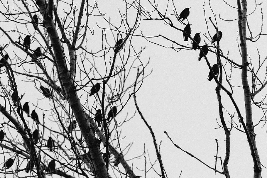black birds on tree, animal, eagle, agelaius, blackbird, crow HD wallpaper