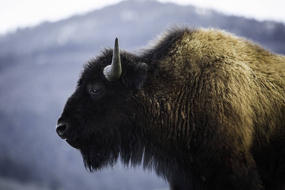 bison, buffalo, animal, mammal, wild, massive, nature, portrait