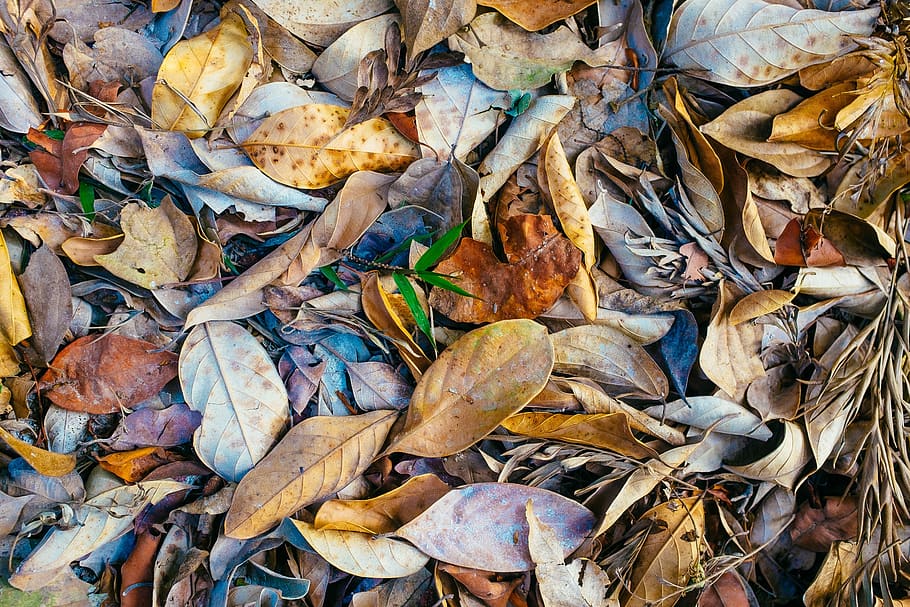 india, chikkamagaluru, leaves, sapling, autumn, life, nature HD wallpaper