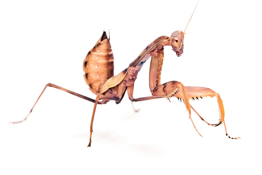 praying, mantis, insect, pacification, conciliation, animal, HD wallpaper