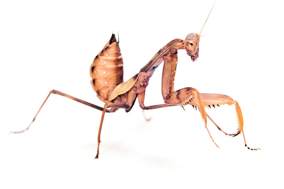 praying, mantis, insect, pacification, conciliation, animal HD wallpaper